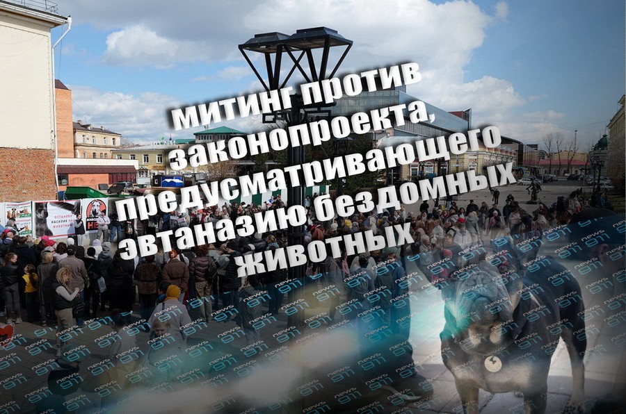 История с законопроектом об эвтаназии бездомных животных в Иркутске
