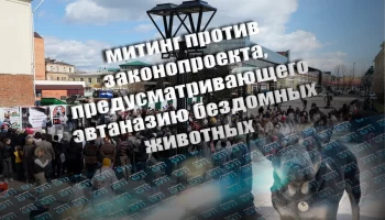 История с законопроектом об эвтаназии бездомных животных в Иркутске История с законопроектом об эвтаназии бездомных животных в Иркутске