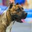 Presa Canario Valiente VITO выставка Кубок Иркутска особый статус