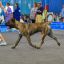 Presa Canario Valiente VITO выставка Кубок Иркутска особый статус