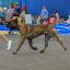 Presa Canario Valiente VITO выставка Кубок Иркутска особый статус